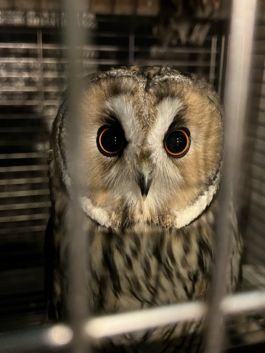 ハロウィンでも可愛かった