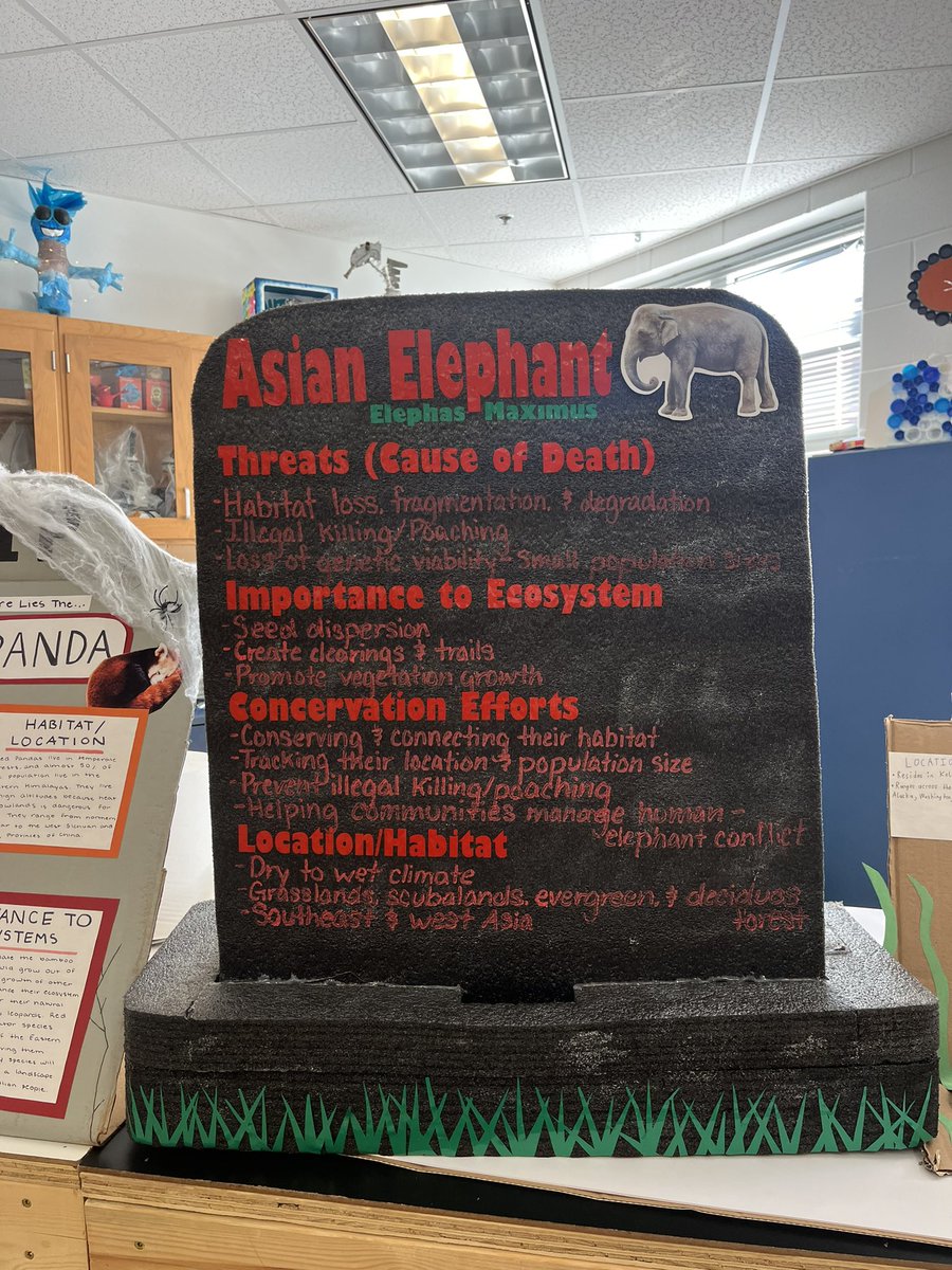 kasi_daniel's tweet photo. My APES Ss created tombstones (of the potential future) for endangered species! Always overwhelmed by their creativity! https://t.co/2MsNZBkMFl