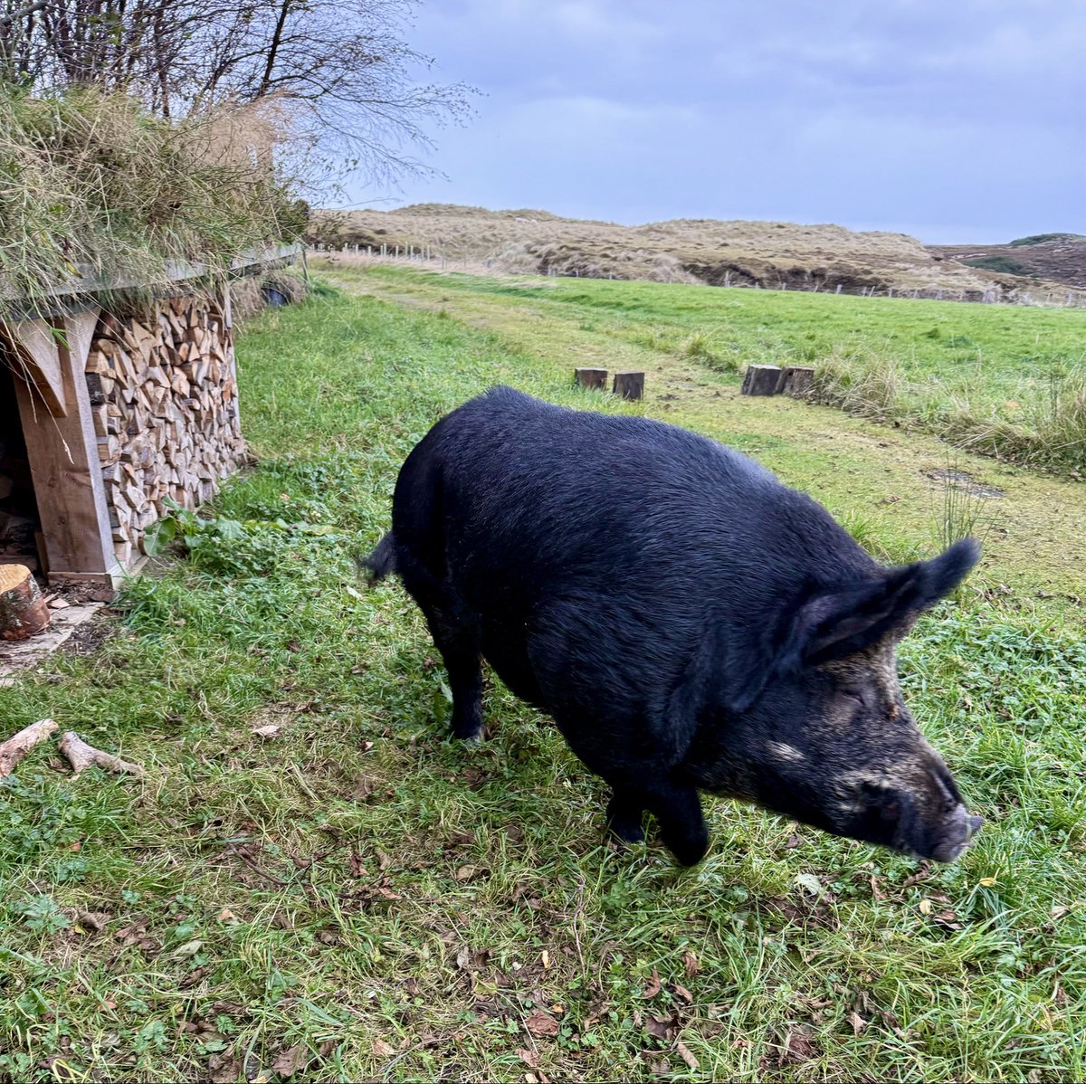 westeross's tweet photo. We had an unexpected visitor this week…but he turned out to be a bit of a crashing Boar https://t.co/WGRi8CpihG