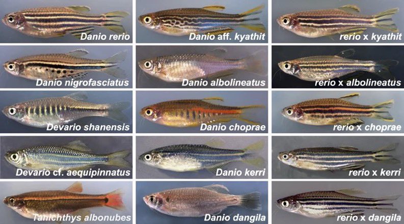ZebrafishRock's tweet image. With more Danio species being described, the genus was split in 1916 with larger species into Danio and the smaller species into Brachydanio. In 1991, the two genera were recombined and most larger species within genus Danio were reclassified into genus Devario #ZebrafishFunFacts
