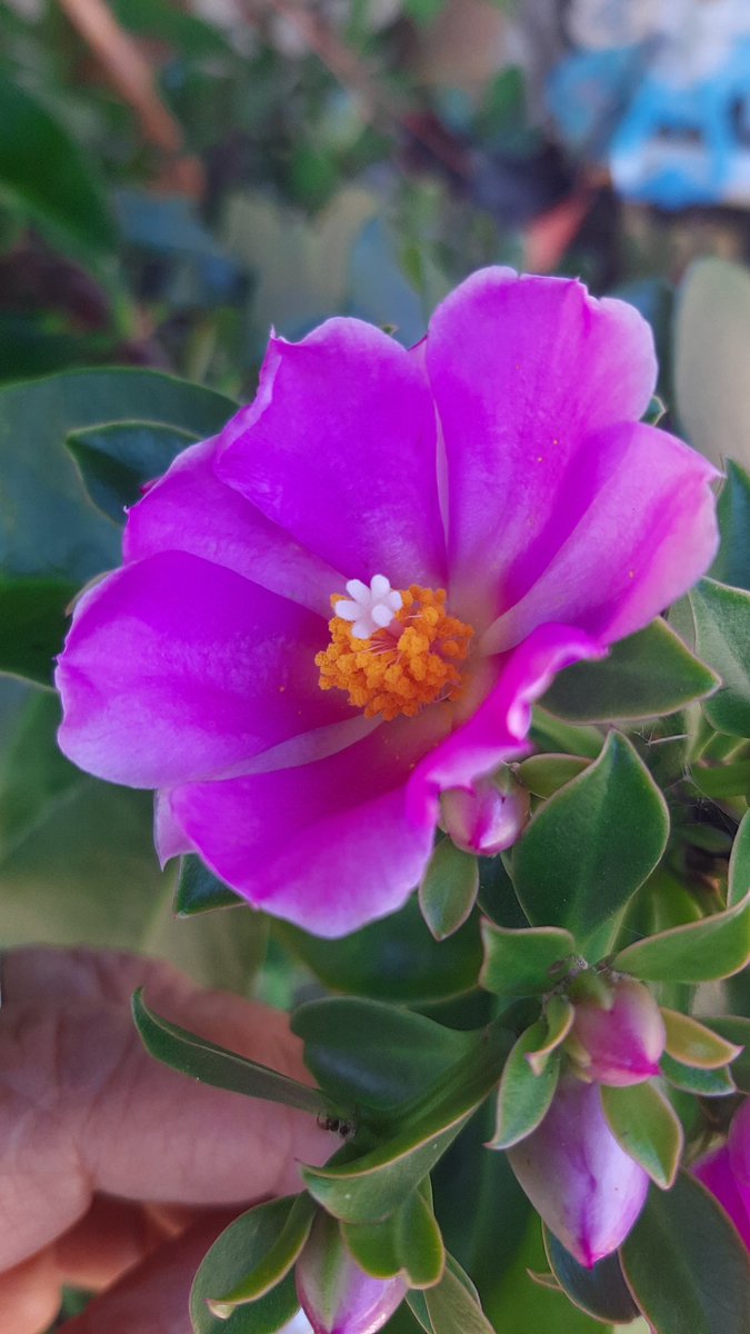 KUKITA07's tweet image. Good morning Friends of the World!!! Bonjour💖Buongiorno a tutti😍 Salam Alaikum!💝Gunaydin everyone!🌺🌻🌼🍀PEACE🕊LOVE💖Have a beautiful and Blessed Day!!! #Beautifulweekend