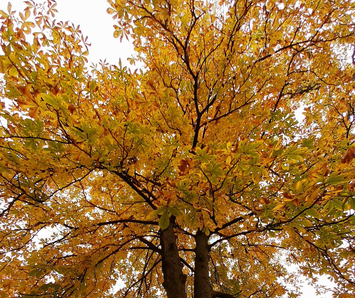 Tentoonstelling 'Aandacht voor bomen' vanaf zondag te zien in het Heemhuis in Deurne <a href="/HNOuwerling/">Heemkundekring H.N. Ouwerling</a> Speciale bomen in beeld: de grootste, de dikste, de meest exotische of die met een verhaal. En ook: wat bomen allemaal voor de mens kunnen betekenen landvandepeel.nl/nl/de-regio/de…