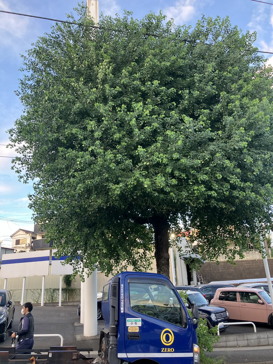 yanokuchi33's tweet photo. Whenever I see the same row of Nanking Haze trees, I feel sorry for the Nanking Haze in front of Yanoguchi Station, Inagi City. These are trees that will show us beautiful autumn colours in the near future. Comparison between Miyamae-ku, Kawasaki City and Inagi City.#inagi https://t.co/6K9KepMiUY