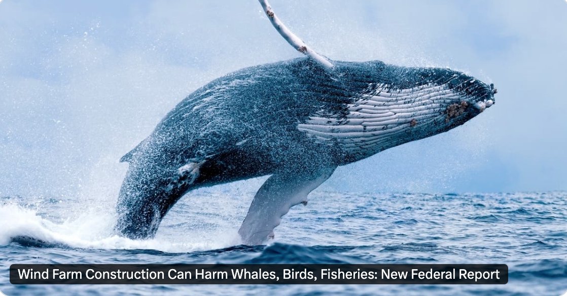 saveLBIorg's tweet photo. HABITAT LOSS IS FOREVER: NOAA admits in a new federal report that whales, dolphins, birds &amp; bats can all be injured-and killed- by wind turbine construction, and offshore fishing harmed. The 6 wind lease areas offshore NY &amp; NJ are in an area known as the NY Bight. https://t.co/QdzwsBNPLu