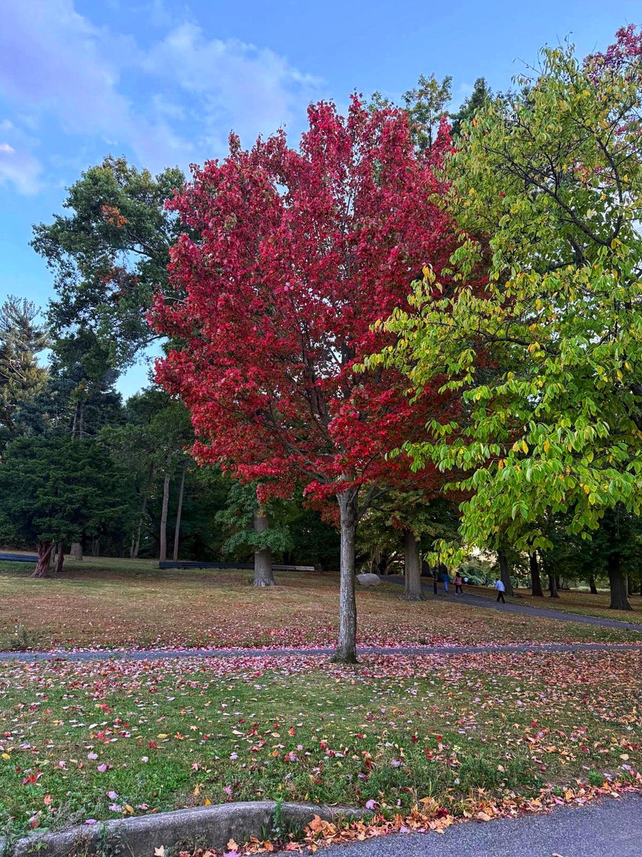AnHeartist's tweet photo. Fall is proof that change can be beautiful 🍁🍂 #FallCompetition #fallvibes #FallColors #GoodMorningEveryone https://t.co/fQ0EM6FGAM
