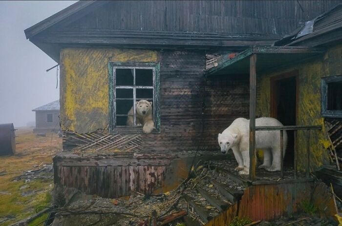 Just some polar bears exploring an abandoned Soviet weather station on Kolyuchin Island…