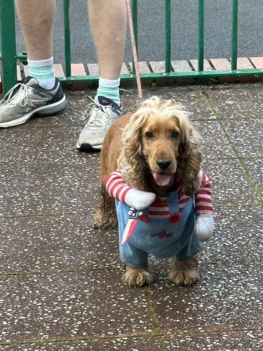 clo13's tweet photo. @annmcbrien_ @SiobhanGaynor @MiriamStaunton @QUBCancerProf @ScullinP @McgibbonOrlaith @aidanmccormick6 @nicancertrials @AlCRIproject Great turn out this morning, Ann. I feel that my spaniel looks too cute there without her weapon and want to share a properly scary one since it’s the season https://t.co/6gIFjMvNKN