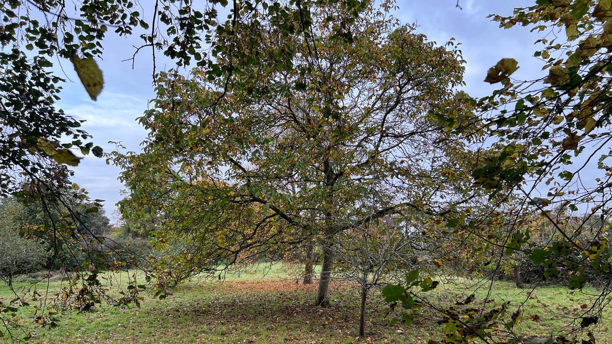 Ross Mackenzie tweet media