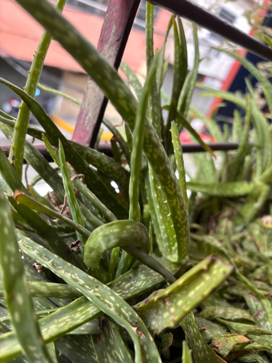 AMauszz's tweet photo. Why buy when you can grow? Plant herbs and veggies for daily necessities. 🌱 #GED104GoesZeroWaste https://t.co/k3mpNY0sif
