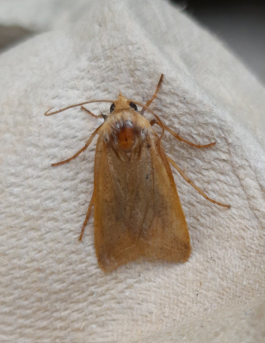 cornishca's tweet photo. @MOTHIDUK Is this a worn Yellow-line Quaker with the dark spot by the wing base and faint straight line before leading edge? https://t.co/eGRL1zV5f0
