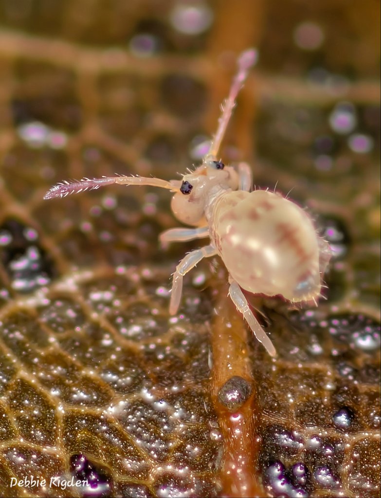 RigdenDebbie's tweet photo. Another juvenile Dicyrtomina saundersi collembola seen in leaf litter
#collembola #globularspringtail #Springtails #Entomology #nature #wildlife #macro https://t.co/yJdQHTvqBV