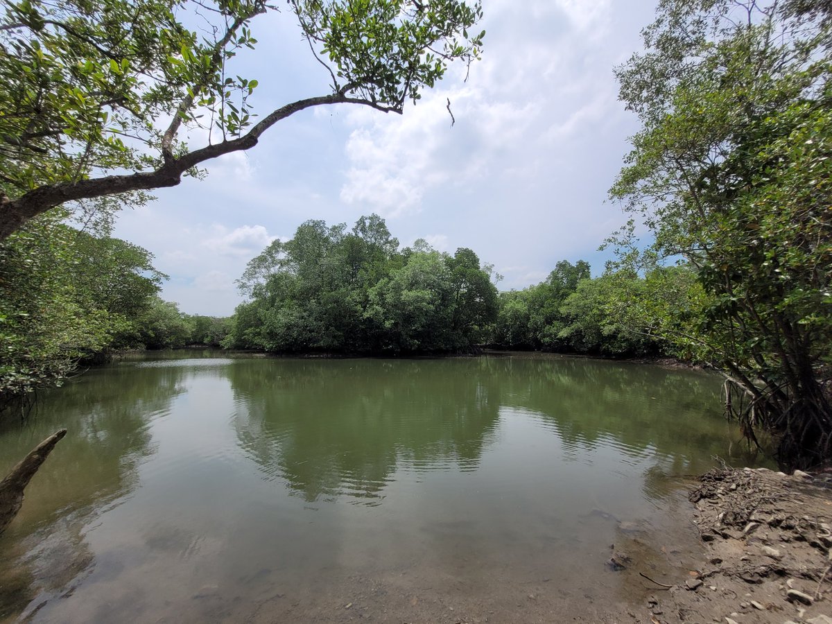 Gyrowoof's tweet image. Day out mountain biking with the #Fuzzballs out at #PulauUbin today! ^^
