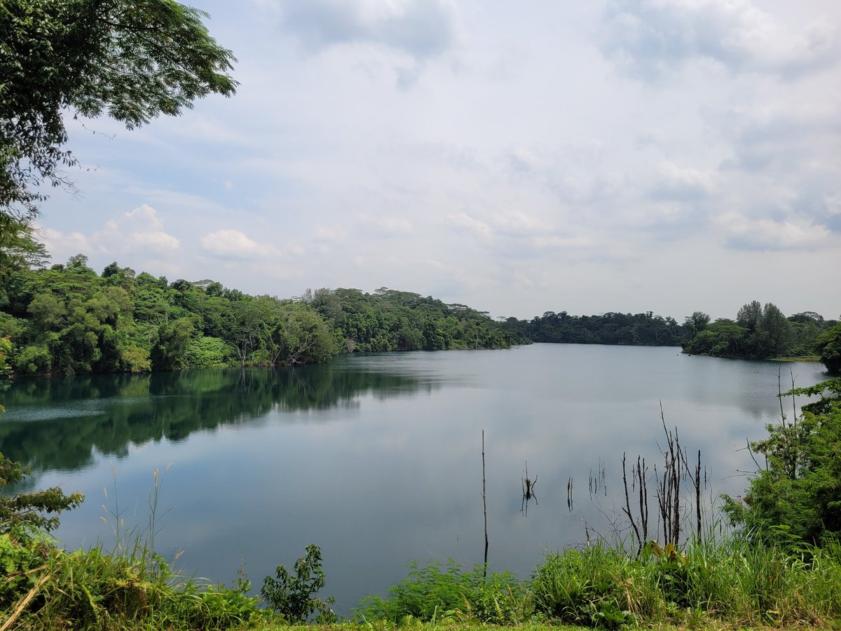 Gyrowoof's tweet image. Day out mountain biking with the #Fuzzballs out at #PulauUbin today! ^^