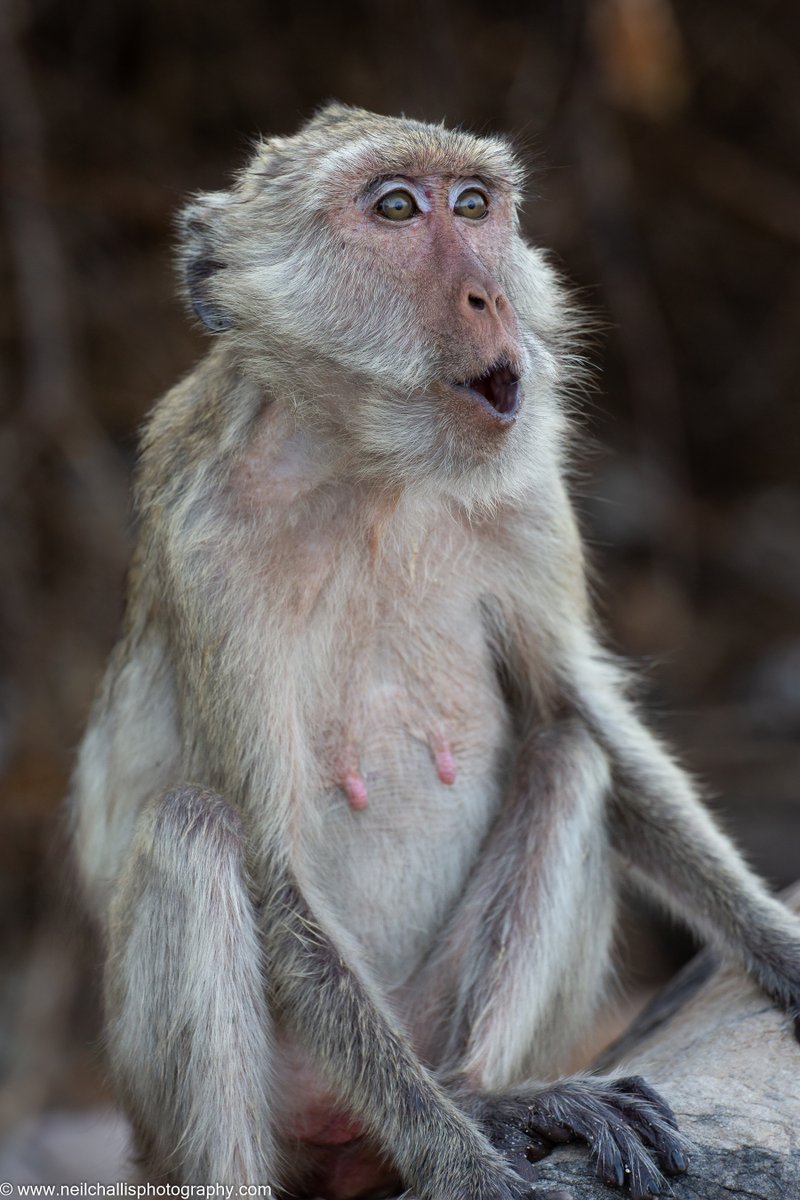 The Long-Tailed Macaque Project tweet media