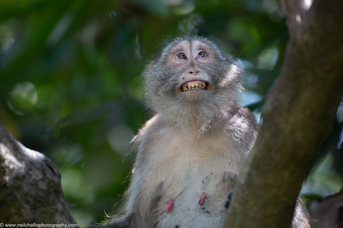 The Long-Tailed Macaque Project tweet media