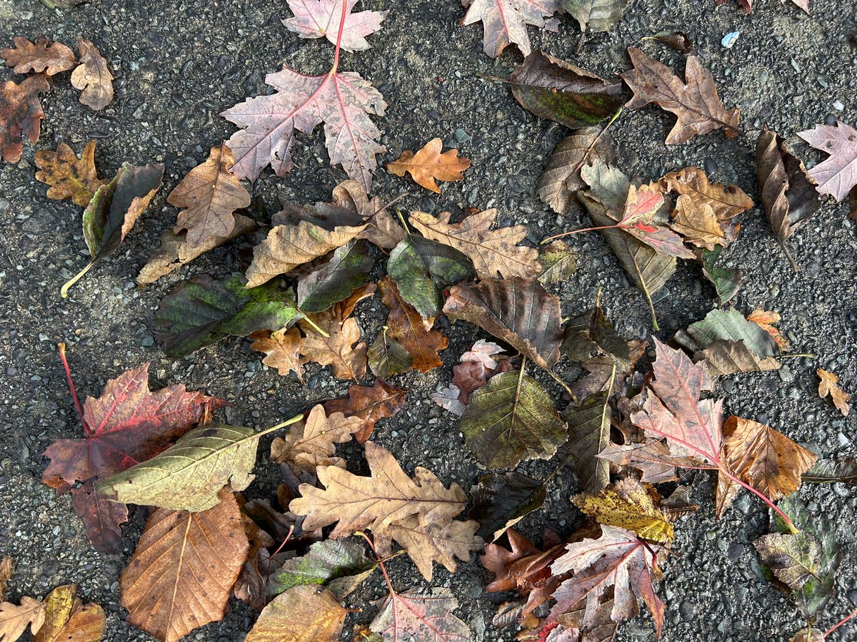 DeasyPamela's tweet photo. #Day300 of #365daysofwalking #Saturday #October2024 #AutumninIreland #Autumncolours #Bankholidayweekend #CountyFinalWeekend 🔵⚪️ https://t.co/eWNjQovB1d