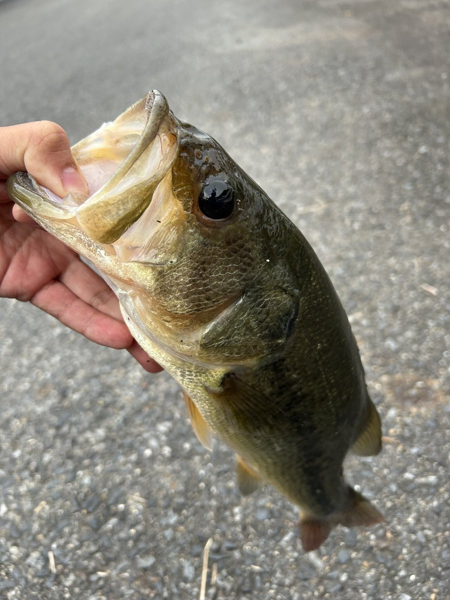 disksun2's tweet photo. 昨日からおばあちゃんの家に泊まり釣り合宿〜秋の陣〜に行ってきました！！結果は7匹釣れて合宿成功✌️冬になる前に釣れるだけ釣っときます！！
 #ハートランド #TASF https://t.co/YeqJWDuTno