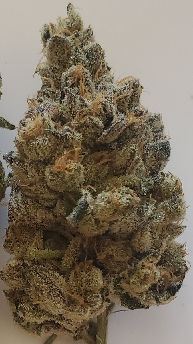 "Struggle is the enemy, but weed is the remedy." ~ Kid Cudi

Hope you all have an amazing day, filled with dankness, peace, and love. Be good to each other, light up a jay, and remember, we are all on this tiny blue marble together 🌏✌️💚