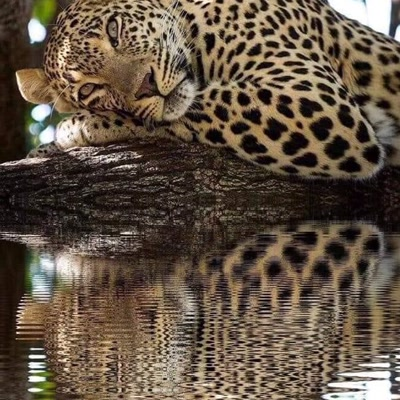 La belleza de la vida salvaje - Hilo 🧵

1. La pose humana de este leopardo africano