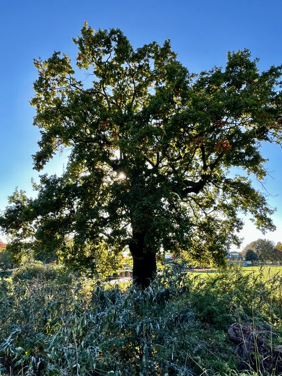 The Wimbledon Park Resident’s Association has a new website, launched on Friday 25th October. Please take a look and let them know if you have any problems, comments or suggestions for future improvements, by using the “Contact” form.
wimbledonpark.com