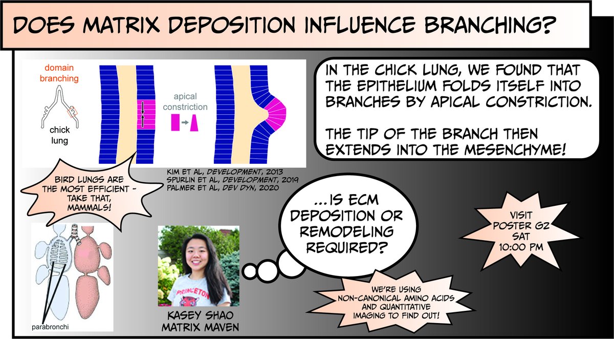 Tissue Morphodynamics Group tweet media