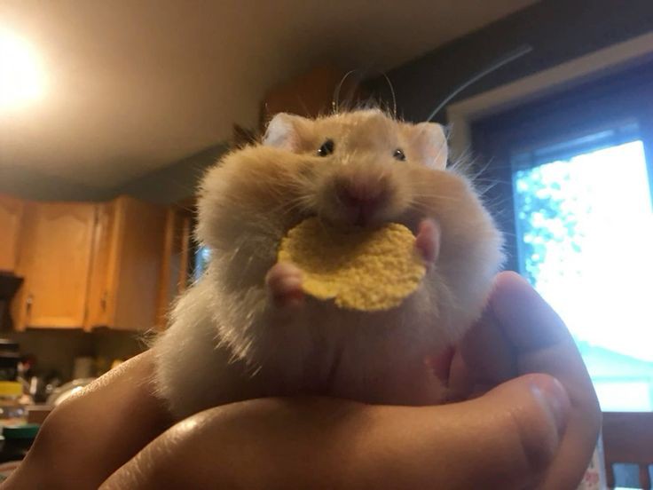 TweetsOfHamster's tweet photo. https://t.co/GdC7wOPZ5I