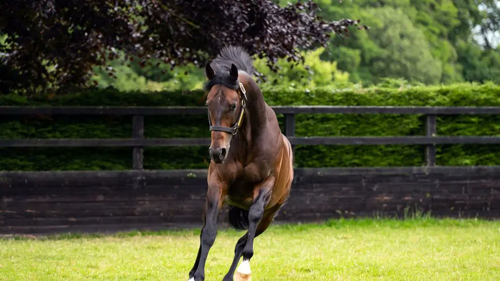 rpbloodstock's tweet photo. "For a family-run stud being given the chance to stand a Futurity winner and the only Invincible Spirit to win the 2,000 Guineas is what dreams are made of."

Magna Grecia to relocate to March Hare Stud from Coolmore 👉 https://t.co/lRHu4CJqDv https://t.co/XshTaoY090