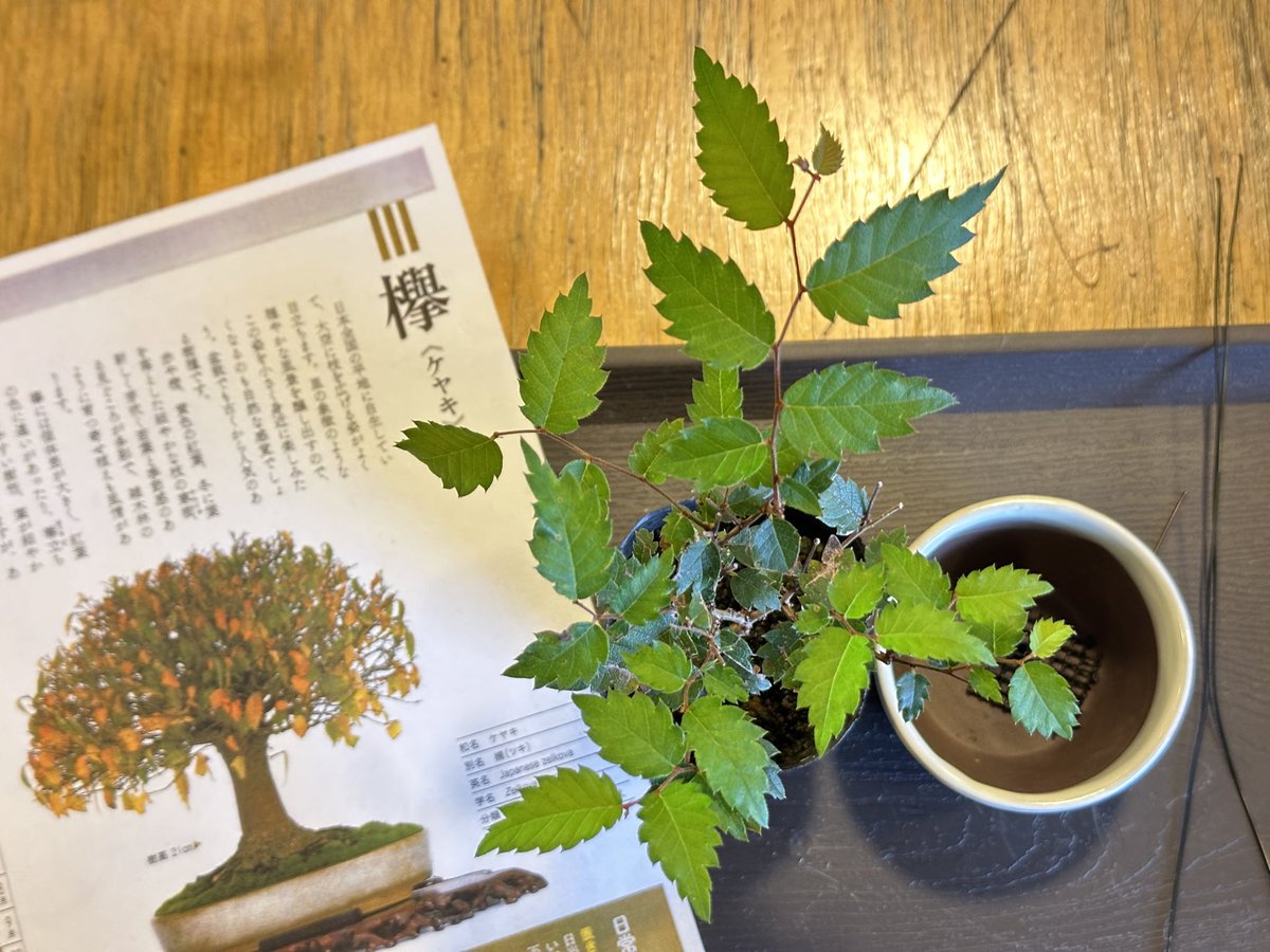 yuumi_nae's tweet photo. 【2024年10月26日　山崎ちえさんの盆栽ワークショップ】
昭和記念公園のシンボルツリーである「欅」が題材でした☻︎
実生5年生の欅を使って植え替えをしました。
久しぶりに欅のお手入れができて嬉しい✨
山崎ちえ先生は初めましてだったのですが、穏やかなお人柄で、講習も終始和やかムードでした♡ https://t.co/5oaEMeTvTt