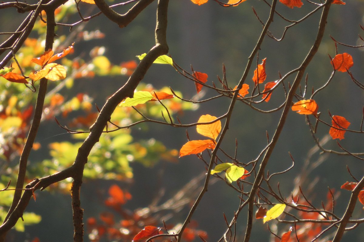 Elsbeth Kwant tweet media