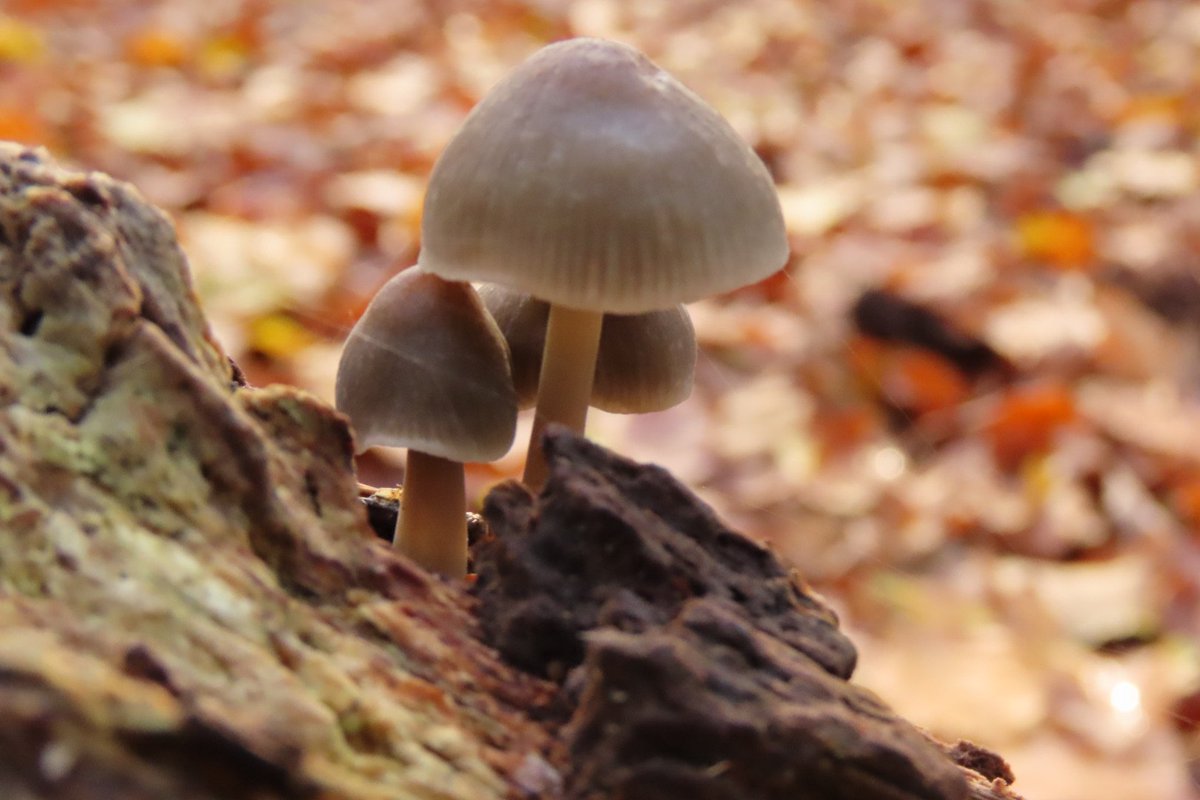 Elsbeth Kwant tweet media