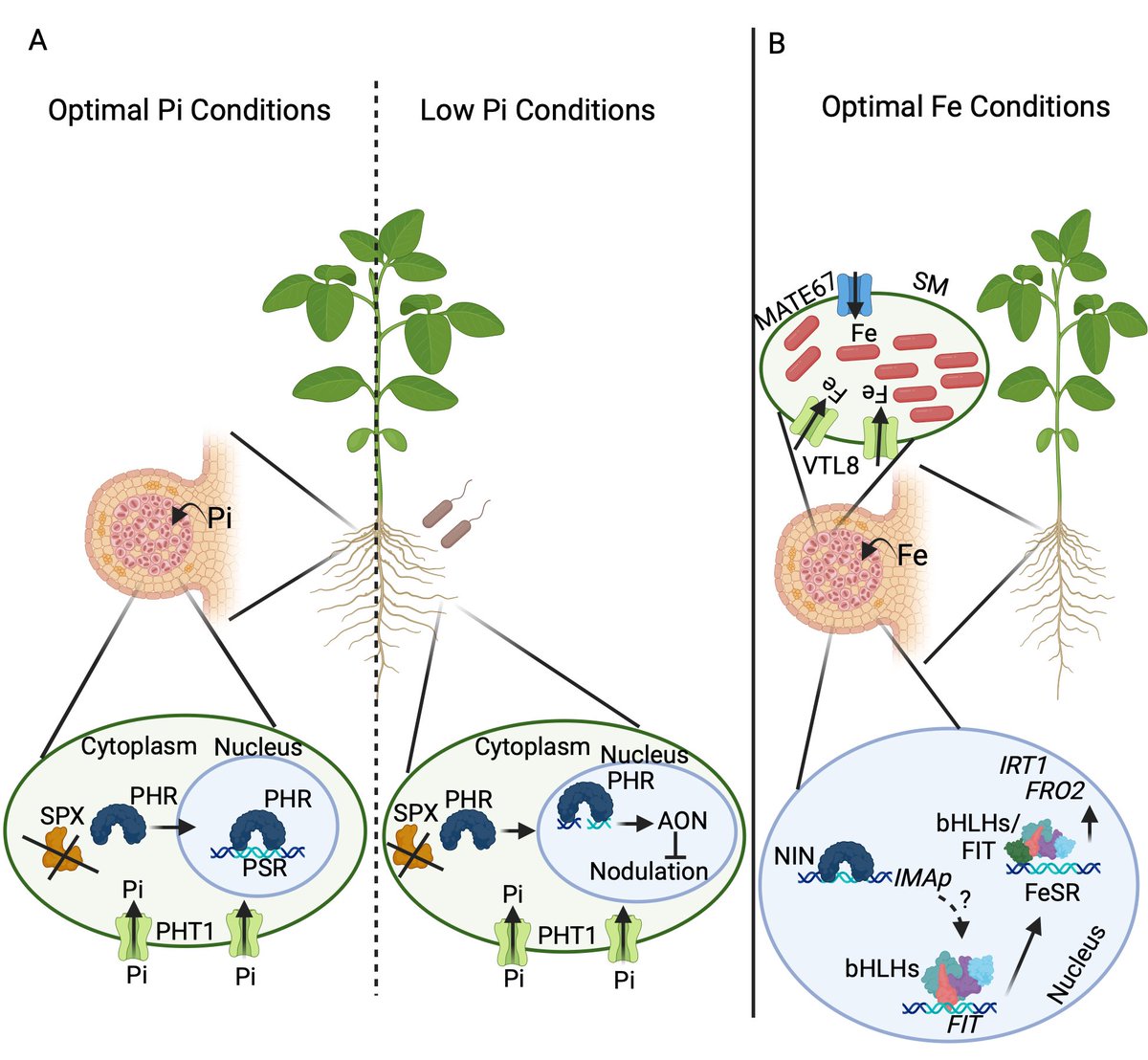 Happy to share our mini-review about the impact of phosphate and iron on the root nodule symbiosis 
Understanding the crucial role of phosphate and iron availability in regulating root nodule symbiosis academic.oup.com/pcp/article/do…