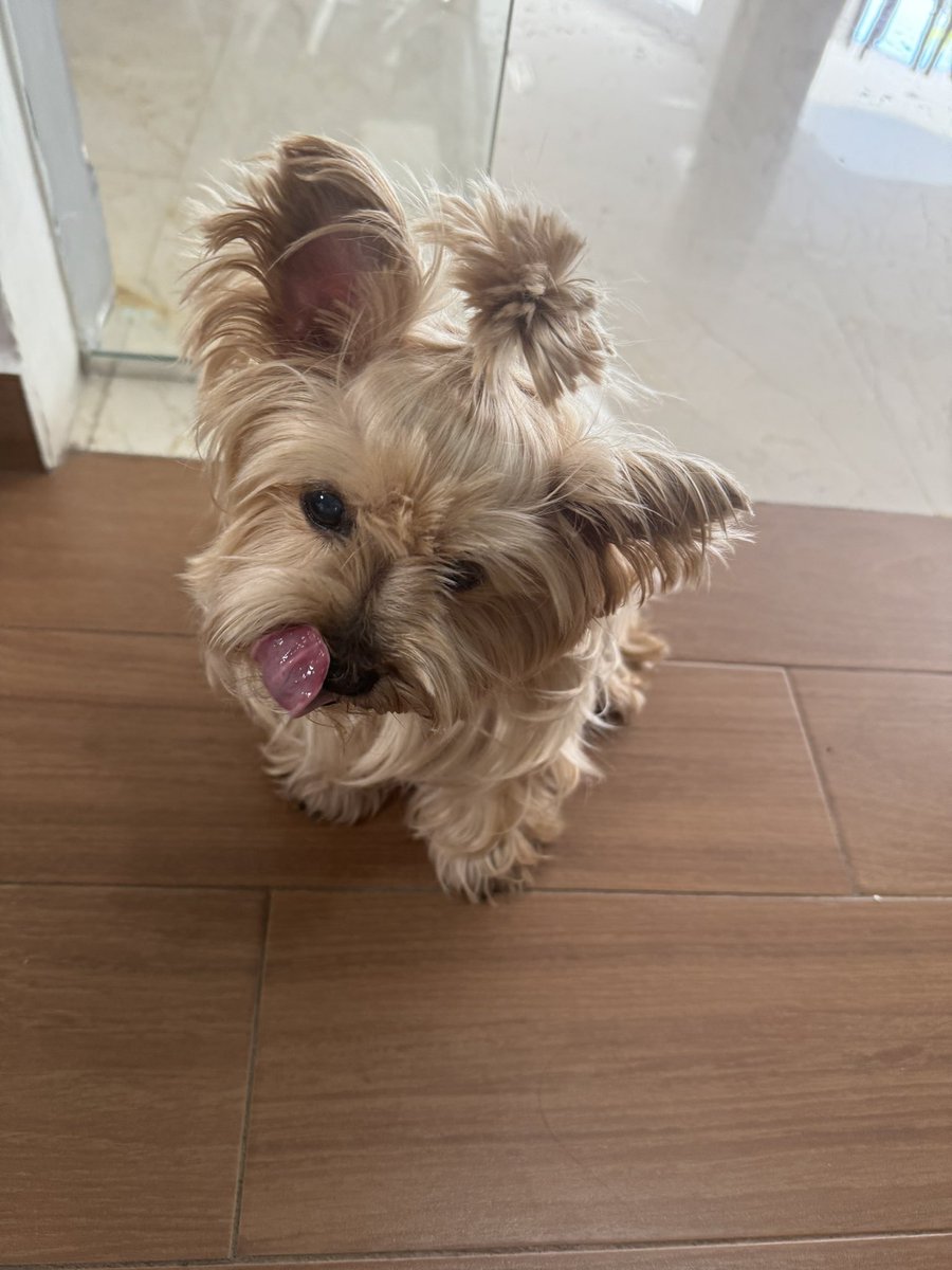 Danikhawam's tweet photo. @DiloConPerritos https://t.co/4iAH8WYaxM