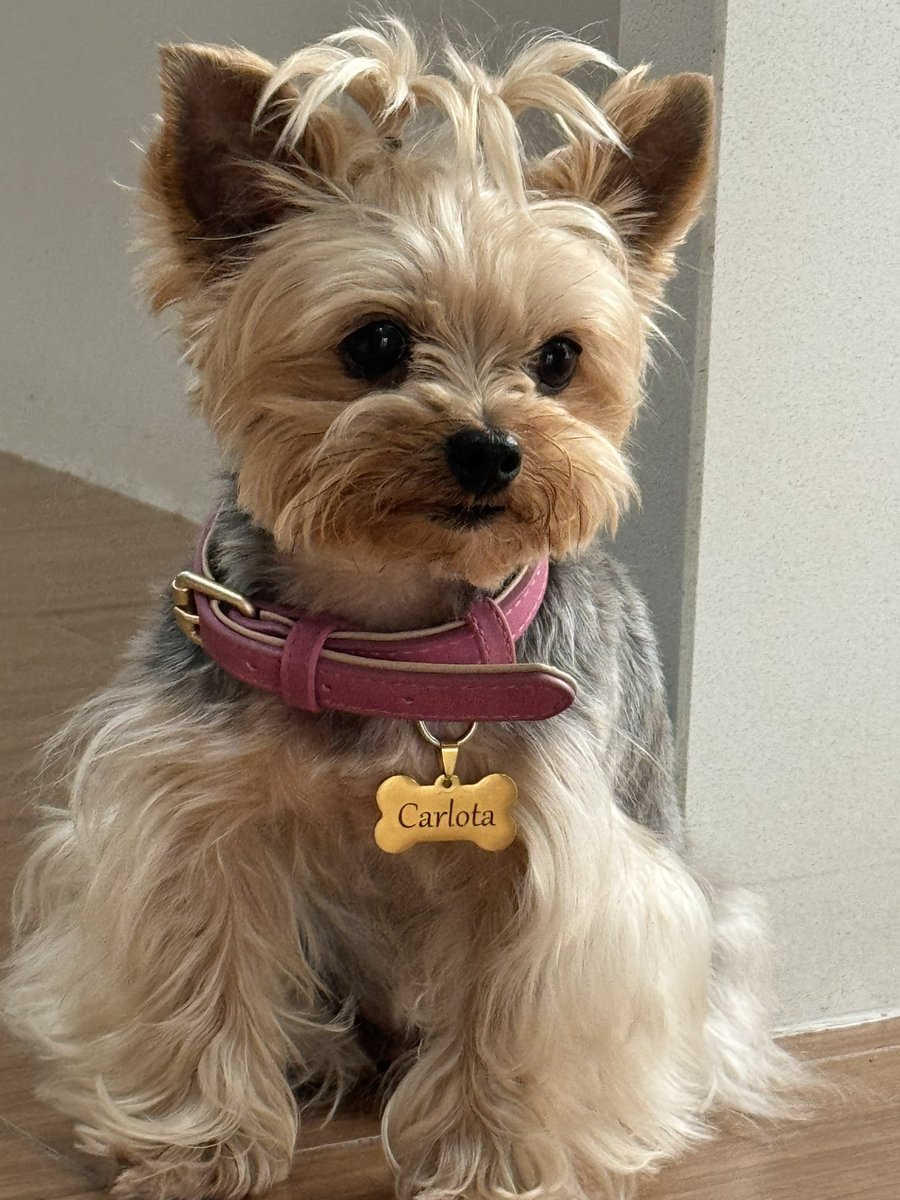 Danikhawam's tweet photo. @DiloConPerritos https://t.co/4iAH8WYaxM