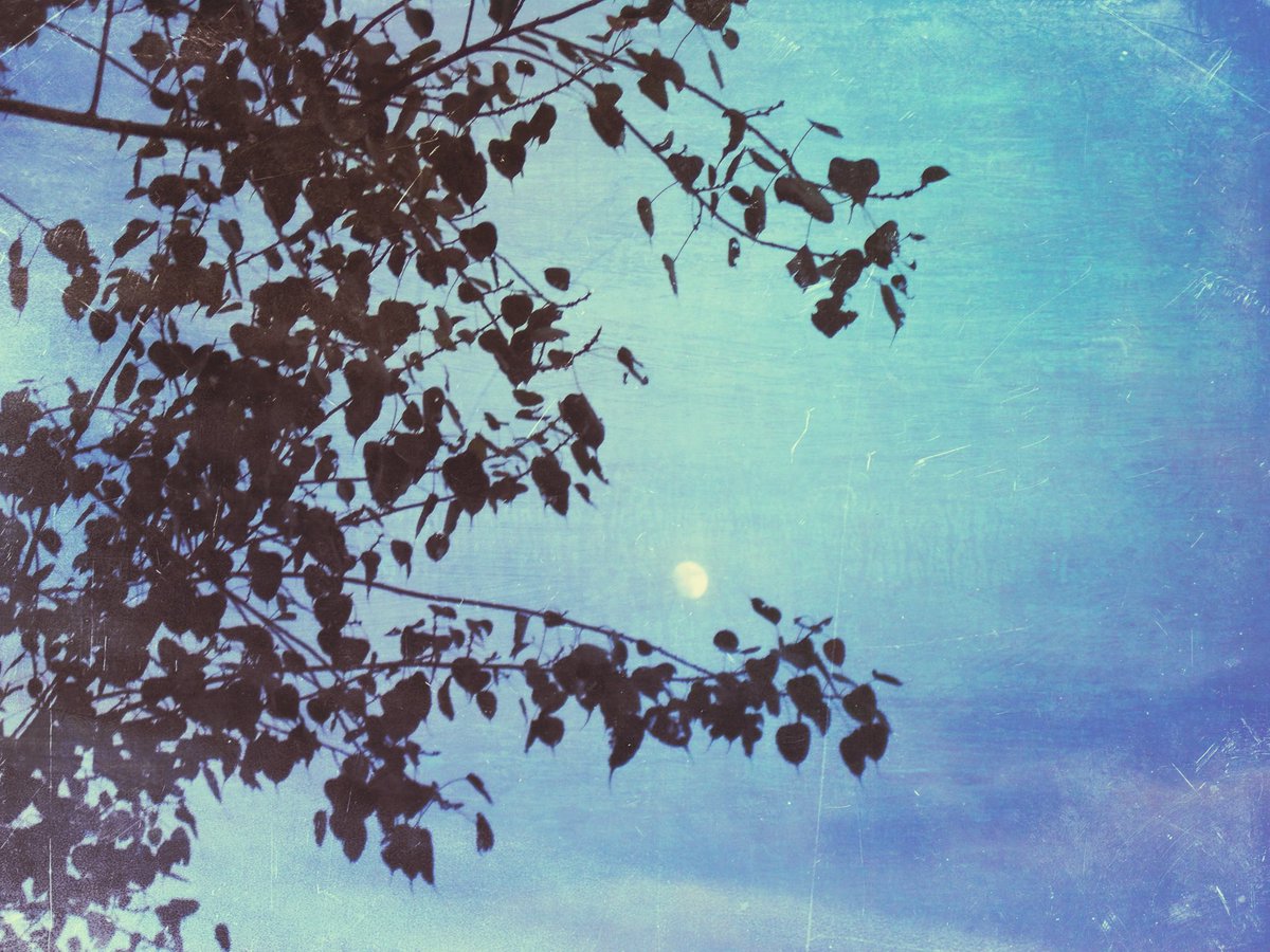 the camera, the photos