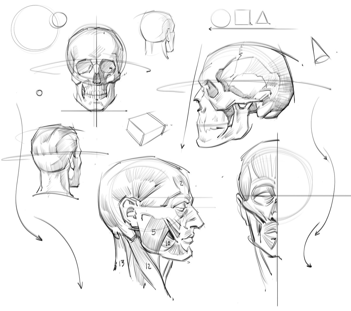 saqomolo's tweet photo. Morning sketches and studies of the skull and musculature of the face from studying Loomis! #Andrewloomis #skulls #facialmuscles #art #lineart #sketches #doodles #masseter #trapezius #jaw #teeth #zygomatic #bones #humananatomy #anatomy #gottogetbetter https://t.co/Ze5l3KgoUl