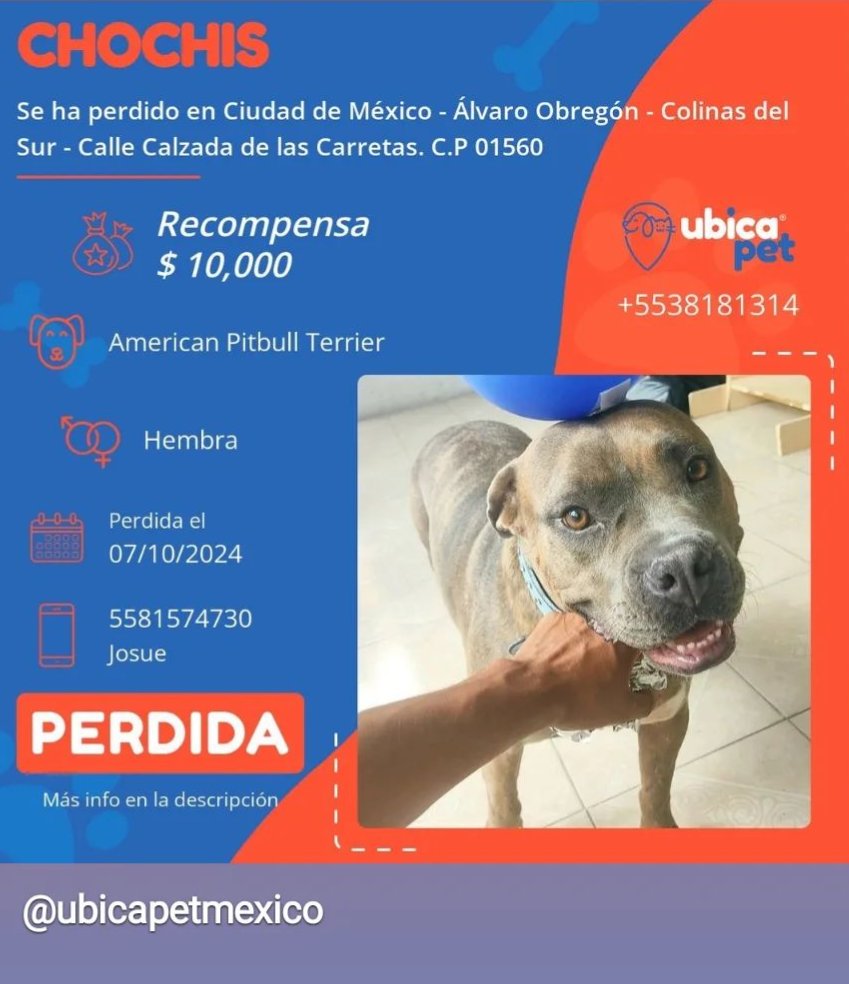 lachucks's tweet photo. @Colinas_del_sur ayudemos a compartir para encontrar a Chochis 🙏 https://t.co/ICEZ4TlpVt