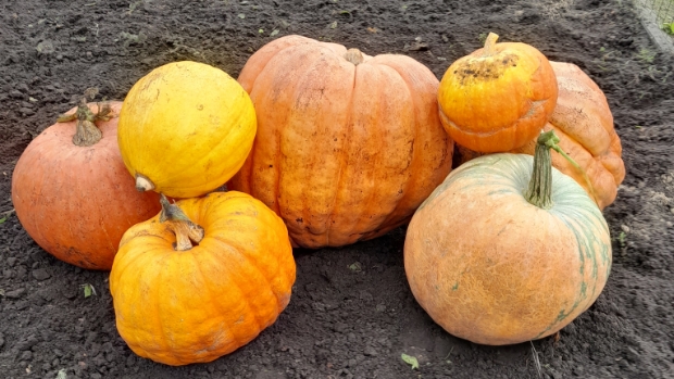 R_daalseBode's tweet image. Roosendaalse lezersfoto van de week gemaakt door Corry van Zitteren Nieuwlaat -  internetbode.nl/roosendaal/l/4…