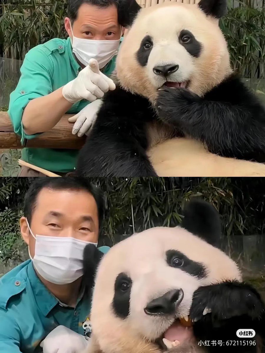 FuBao_ETH's tweet photo. 🐼 Fu Bao is bringing us some bullish vibes! Just like this lucky panda, $ETH is looking strong and ready to pump. Are you in? 🚀🌕 #FuBao #Ethereum

🐼 福宝带来看涨的好运！像这只幸运的熊猫一样，$ETH 看起来强劲，准备起飞。你也在吗？🚀🌕 #福宝 #以太坊 #看涨 https://t.co/QBDMDwQNLg
