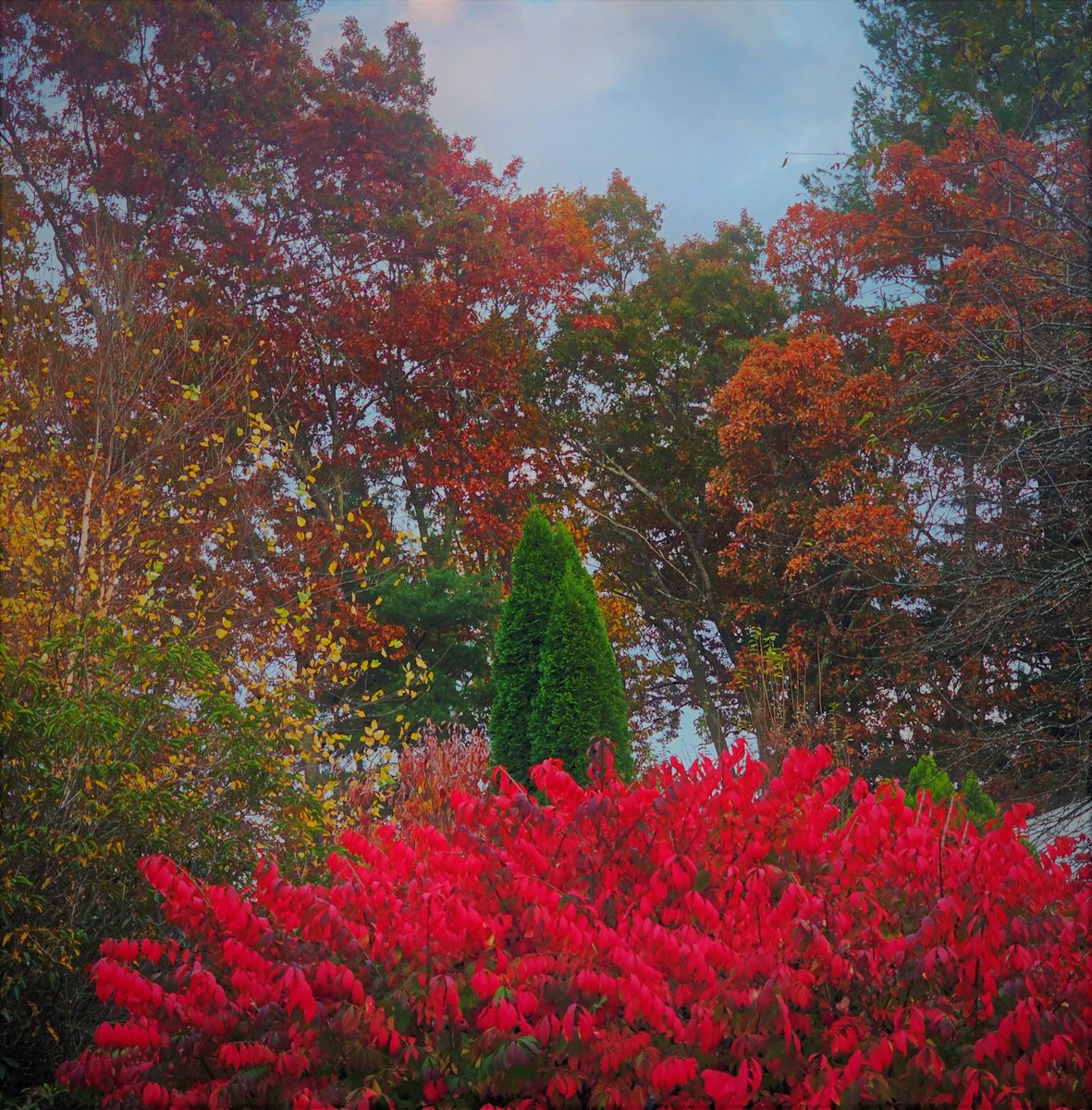 EConley's tweet photo. autumn finery--
spectacle in evening light
dances to wind song

#haikuSaturday https://t.co/Srl6o8I8CS