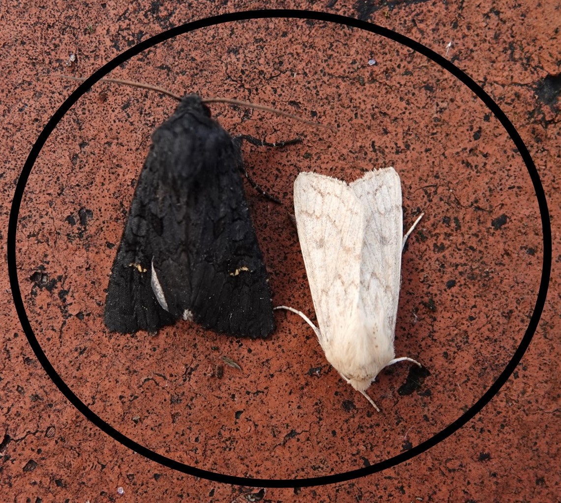 Howard Vaughan (@elbf2010) on Twitter photo Yin-Yang moths in my Lowestoft Garden last night. Black Rustic and a Delicate... <a href="/BC_Suffolk/">BC Suffolk Branch</a> #MothsMatter <a href="/BritishMoths/">British Moths</a> <a href="/MigrantMothUK/">Migrant Lepidoptera</a> Yin-Yang moths in my Lowestoft Garden last night. Black Rustic and a Delicate... <a href="/BC_Suffolk/">BC Suffolk Branch</a> #MothsMatter <a href="/BritishMoths/">British Moths</a> <a href="/MigrantMothUK/">Migrant Lepidoptera</a>
