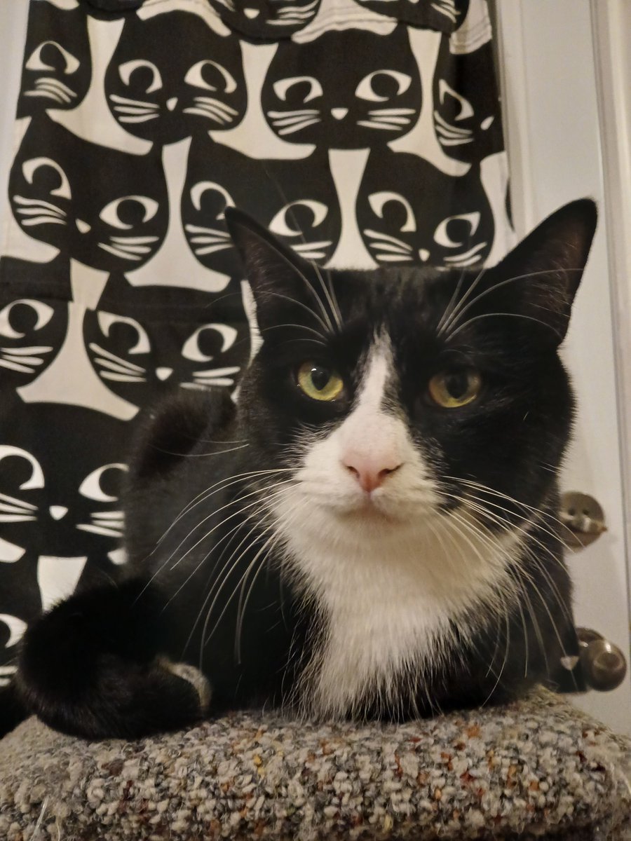 paularreyn's tweet photo. It's #caturday ! 🐈‍⬛ #tuxedocat #blackcats  #catsofNL #CatsofTwittter #CatsAreFamily . Curtains by #ikea 😸 https://t.co/CK0NB4ffP1