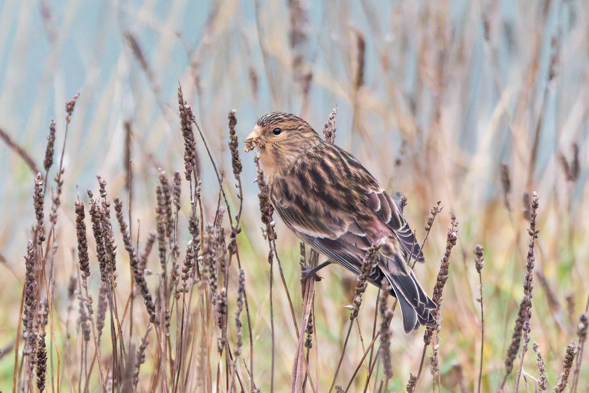 rob_little's tweet photo. An obliging group of half a dozen Twite was on the cliff face below the Seawatch Observatory @FlamboroughBird  this afternoon. https://t.co/DQ1pKS70HX