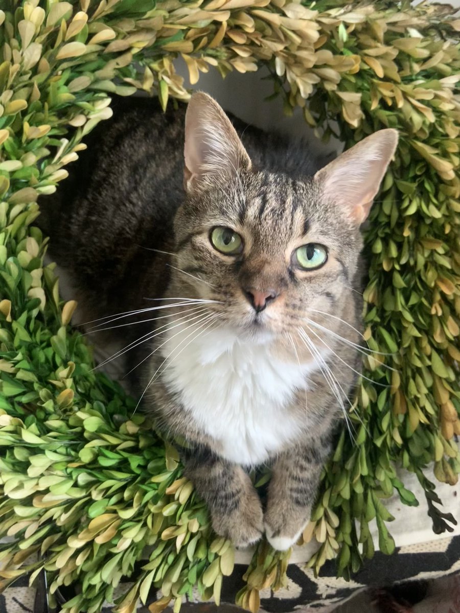 Cane-alytics tweet media