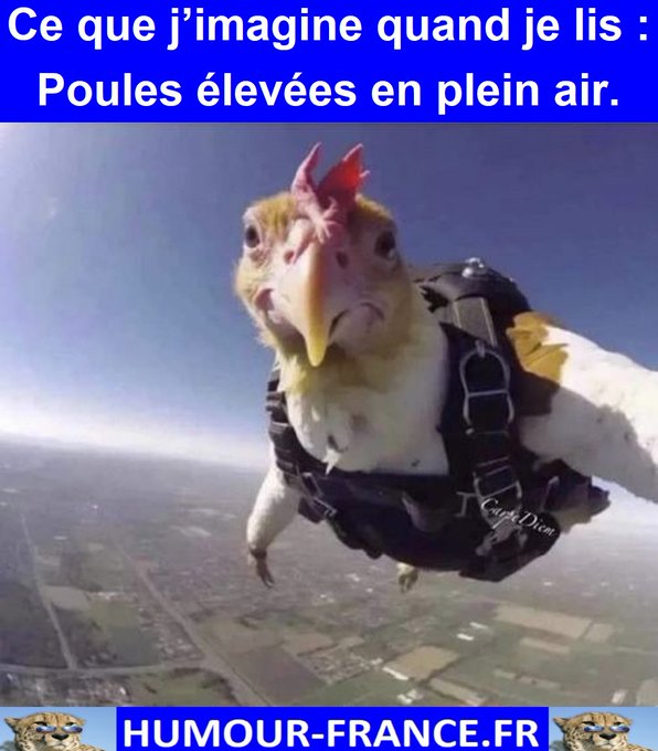 text alternatif