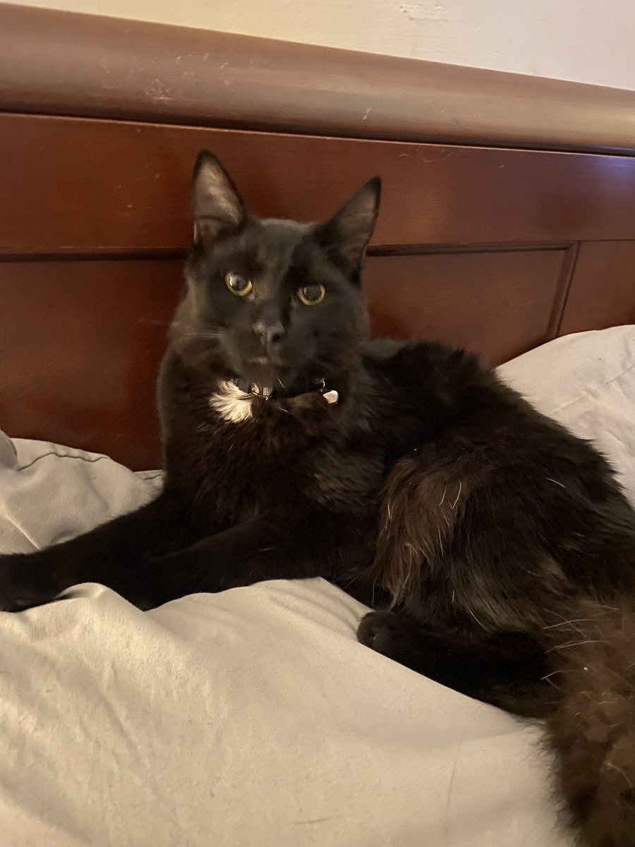 DatScreaminKat's tweet image. This is Monk. He is 7 months old now from the litter born 3/24/24. He is super mellow and clingy. #Caturday #CatsOfX 🐾