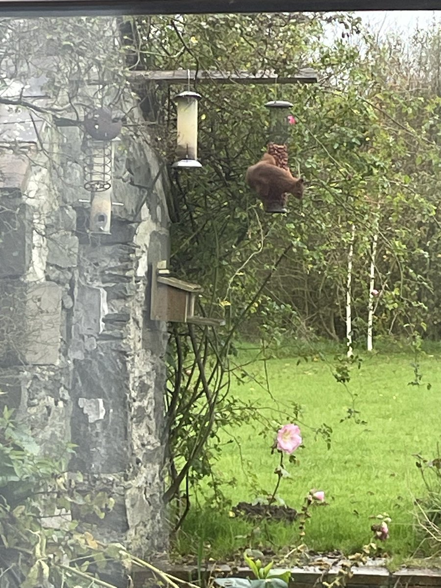 Lovely visitor to the peanuts yesterday!