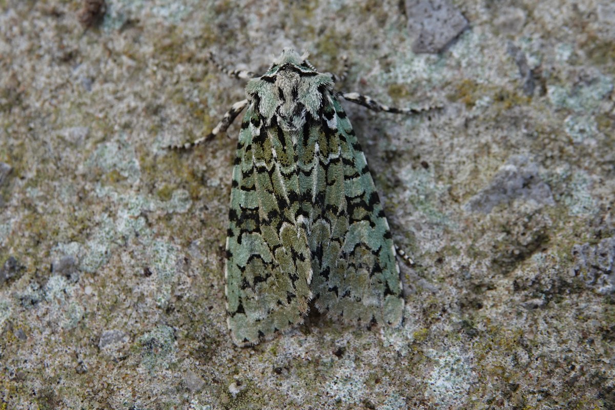 ELBF2010's tweet photo. And I was pleased to catch a Merveille du Jour last night too in my Lowestoft garden.  Amazing how a different background changes the moth. @BC_Suffolk @BritishMoths @BeachHutBirder #MothsMatter https://t.co/FMfIdeFCXu