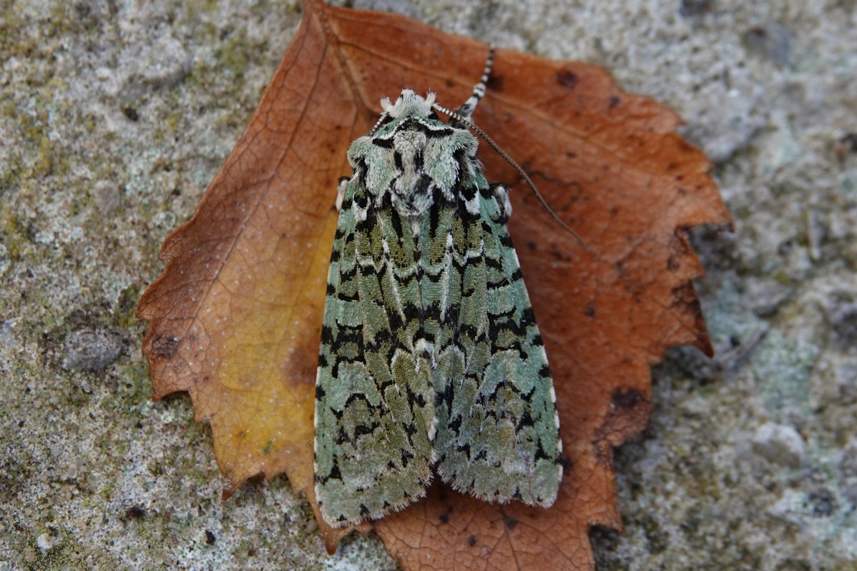 ELBF2010's tweet photo. And I was pleased to catch a Merveille du Jour last night too in my Lowestoft garden.  Amazing how a different background changes the moth. @BC_Suffolk @BritishMoths @BeachHutBirder #MothsMatter https://t.co/FMfIdeFCXu