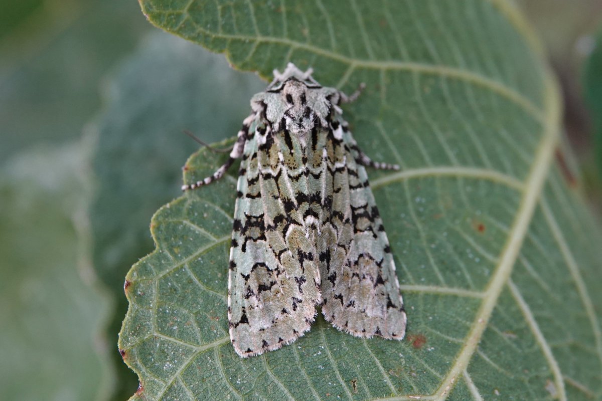Howard Vaughan (@elbf2010) on Twitter photo And I was pleased to catch a Merveille du Jour last night too in my Lowestoft garden. Amazing how a different background changes the moth. <a href="/BC_Suffolk/">BC Suffolk Branch</a> <a href="/BritishMoths/">British Moths</a> <a href="/BeachHutBirder/">Antony Wren</a> #MothsMatter And I was pleased to catch a Merveille du Jour last night too in my Lowestoft garden. Amazing how a different background changes the moth. <a href="/BC_Suffolk/">BC Suffolk Branch</a> <a href="/BritishMoths/">British Moths</a> <a href="/BeachHutBirder/">Antony Wren</a> #MothsMatter