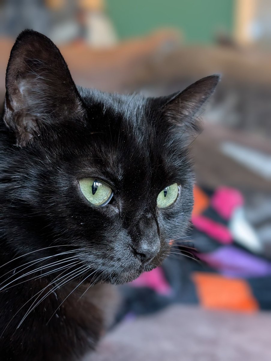 Gammitin's tweet photo. Happy #Caturday from my beautiful girl Binx 🐈⬛🐾
#VoidCats https://t.co/iE0uZf77V9